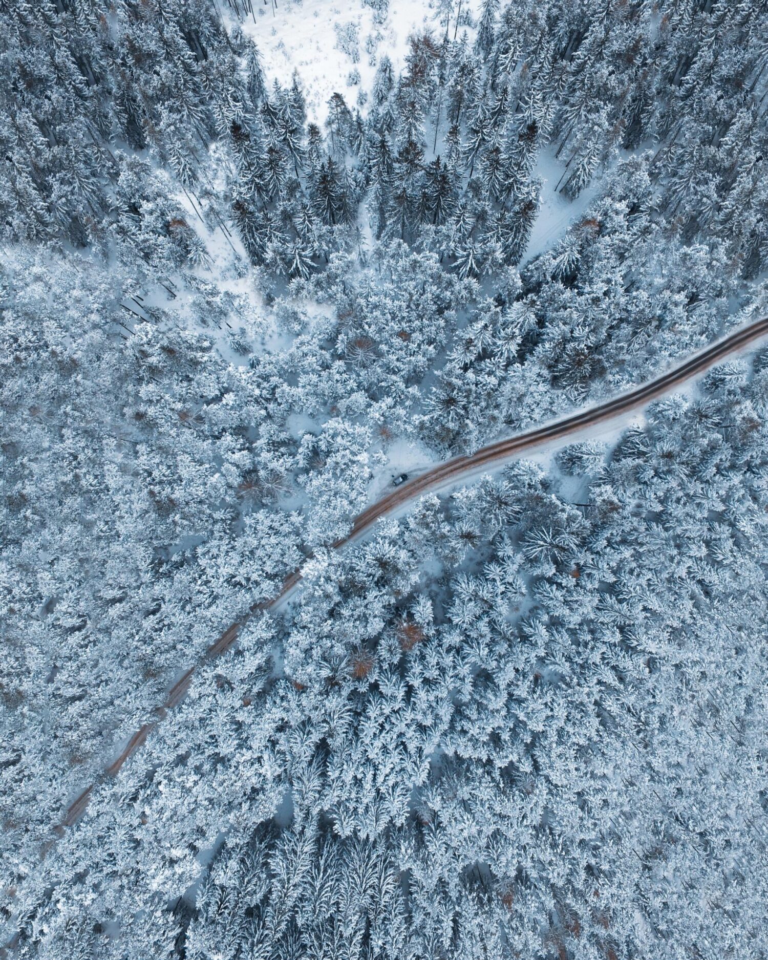 skov med sne oppefra